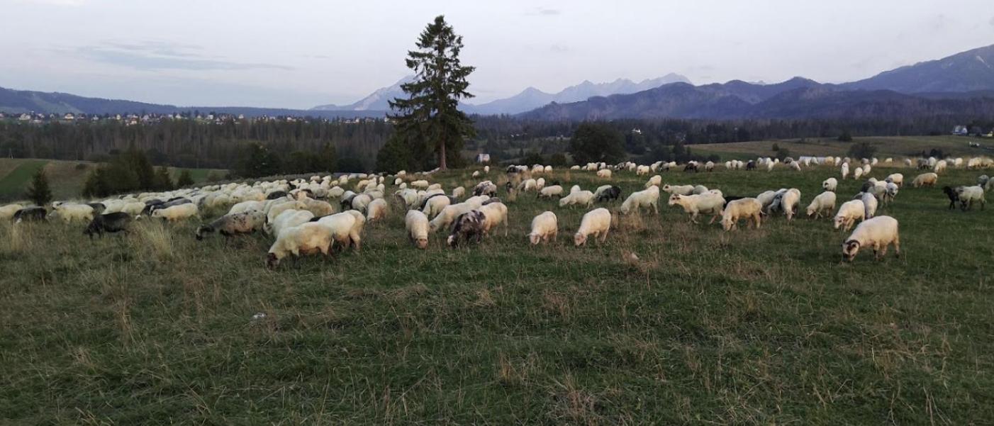 Apartament Zakopane Willa Hrube Parter Z Tarasem I Kominkiem Екстер'єр фото